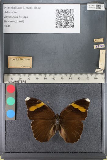 Media type: image;   Entomology 142608